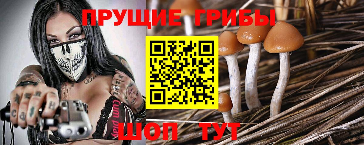 Галлюциногенные грибы Psilocybine cubensis Урай
